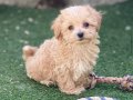 İpeksi Apricot Maltipoo | Sosyal Ortamların Yeni Yıldızı