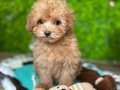 Maltipoo Yavrusu LIZA: Akıllı, Oyuncu ve Kucak Dostu