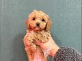 Evinizin Yeni Neşesi Yakışıklı Maltipoo Yavruları
