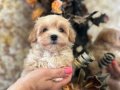 ŞEKER TADINDA MALTİPOO YAVRULARIMIZ