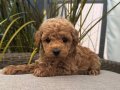 APRİCOT RENK TOY POODLE BEBEKLER