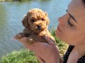 APRİCOT RENK TOY POODLE BEBEKLER