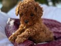 FISTIK TOY POODLE BEBEĞİMİZ