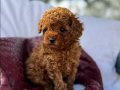 FISTIK TOY POODLE BEBEĞİMİZ