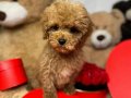 KİLO GARANTİLİ MALTİPOO BEBEĞİMİZ