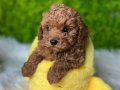 TATLILIK ABİDESİ TOY POODLE BEBEĞİMİZ
