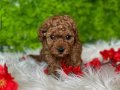 TATLILIK ABİDESİ TOY POODLE BEBEĞİMİZ