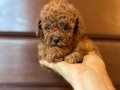 RED BROWN TOY POODLE YAVRULARIMIZ