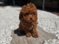 KIVIRCIK KIZIL POODLE YAVRUMUZ LOUIS