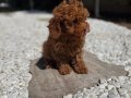 KIVIRCIK KIZIL POODLE YAVRUMUZ LOUIS