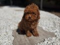 KIVIRCIK KIZIL POODLE YAVRUMUZ LOUIS