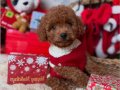 TATLIŞ TOY POODLE BEBEKLERİM