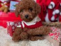 TATLIŞ TOY POODLE BEBEKLERİM