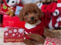 TATLIŞ TOY POODLE BEBEKLERİM