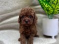 RED BROWN MÜKEMMEL TOY POODLE BEBEKLERİMİZ