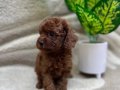 RED BROWN MÜKEMMEL TOY POODLE BEBEKLERİMİZ