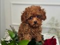 KIVIR KIVIR TOY POODLE BEBEKLERİM