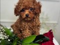 KIVIR KIVIR TOY POODLE BEBEKLERİM