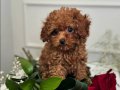 KIVIR KIVIR TOY POODLE BEBEKLERİM
