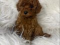 SAFKAN POODLE YAVRUMUZ OSCAR