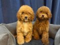STANDART POODLE YAVRULARIMIZ