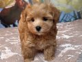 Maltipoo ırkının en tatlı hali: Bobo