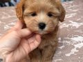 Maltipoo ırkının en tatlı hali: Bobo