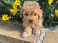 KIVIR KIVIR SAFKAN MALTİPOO YAVRULARI