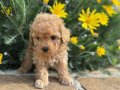 KIVIR KIVIR SAFKAN MALTİPOO YAVRULARI