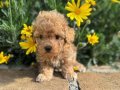 KIVIR KIVIR SAFKAN MALTİPOO YAVRULARI