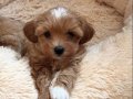 MASKELİ MALTİPOO YAVRULARIMIZ