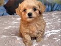 MASKELİ MALTİPOO YAVRULARIMIZ