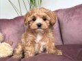 TOMBİK YÜZLÜ MALTİPOO YAVRULAR