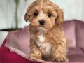 TOMBİK YÜZLÜ MALTİPOO YAVRULAR