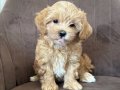 TATLI MI TATLI MALTİPOO YAVRULARIMIZ