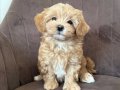 TATLI MI TATLI MALTİPOO YAVRULARIMIZ