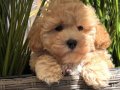 TOMBİK MALTİPOO YAVRUMUZ GOFİK