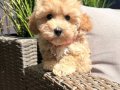 TOMBİK MALTİPOO YAVRUMUZ GOFİK