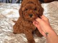 KIZIL MALTİPOO YAVRULARIMIZ