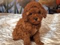 KIZIL MALTİPOO YAVRULARIMIZ