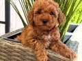 KOYU APRİCOT TOY POODLE BEBEKLER