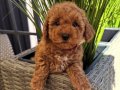 KOYU APRİCOT TOY POODLE BEBEKLER