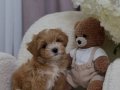 ÇİFT RENK MALTİPOO YAVRULAR