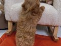 ÇİFT RENK MALTİPOO YAVRULAR
