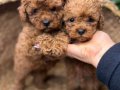 TOY POODLE KARDEŞLER