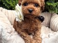 KIVIR KIVIR TOY POODLE BEBEKLERİMİZ