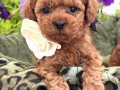 KIVIR KIVIR TOY POODLE BEBEKLERİMİZ