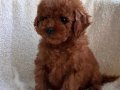 BABY FACE YÜZ YAPILI POODLE YAVRULARIMIZ