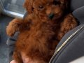 BABY FACE YÜZ YAPILI POODLE YAVRULARIMIZ