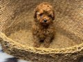 SAFKAN TOY POODLE YAVRULARIM